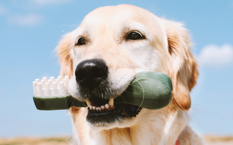 Foto de cachorro com brinquedo contra mau hálito