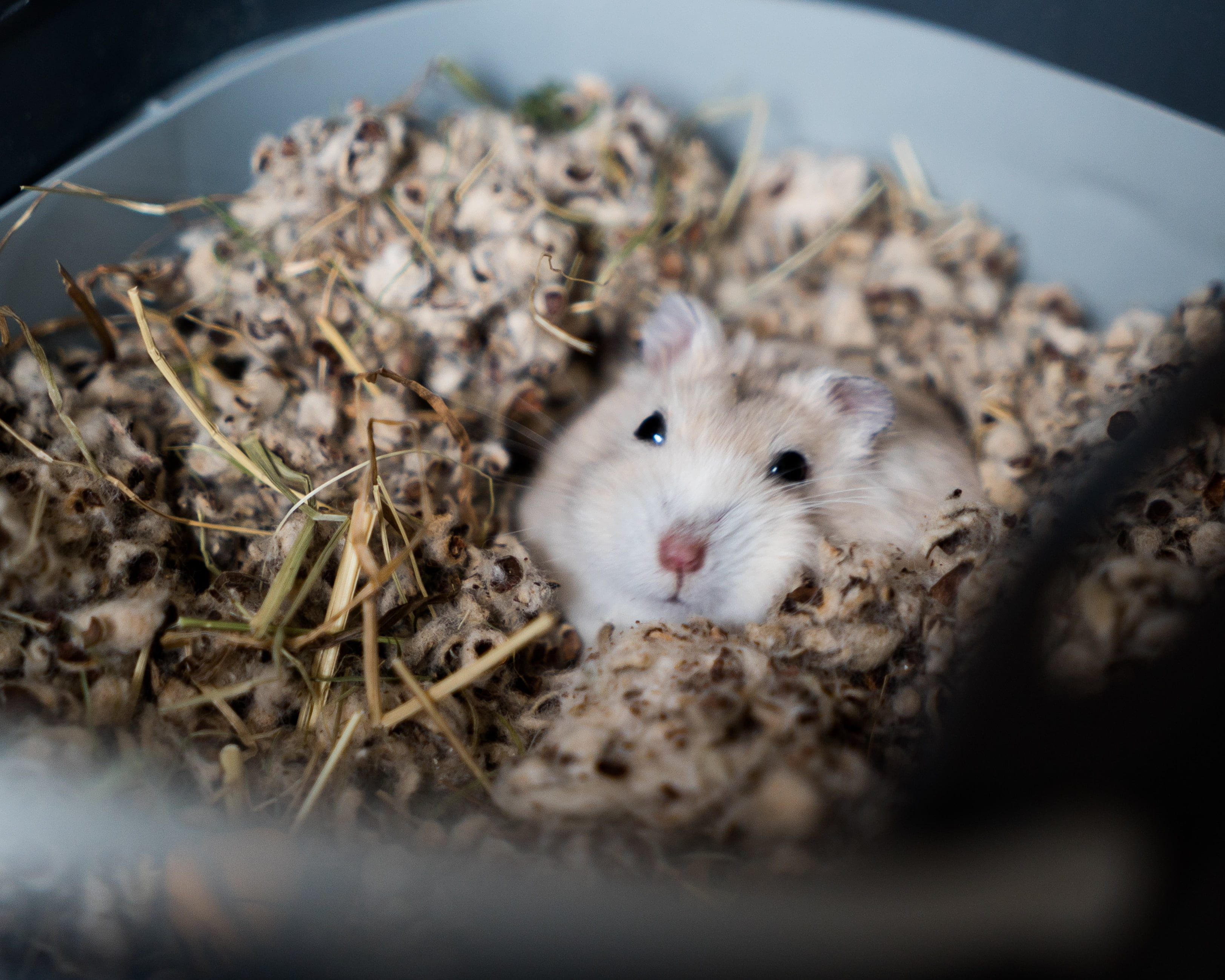 hamster dentro da gaiola