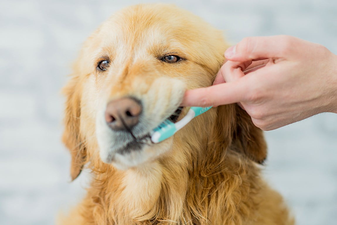 Foto de cachorro escovando dentes
