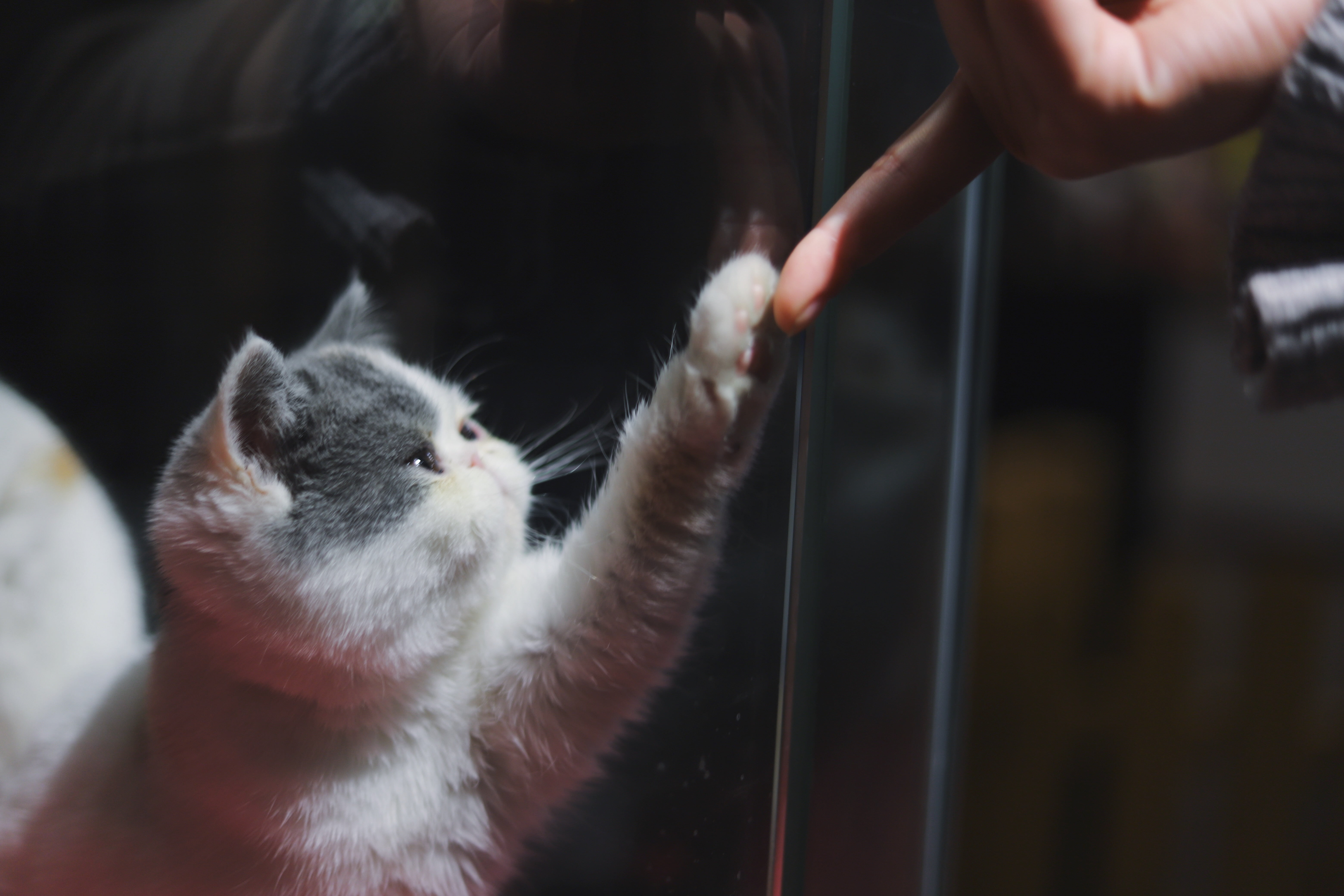 Foto de um gatinho tocando o dedo de um humano