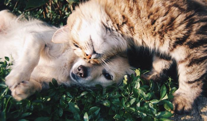 amizade entre gato e cachorro