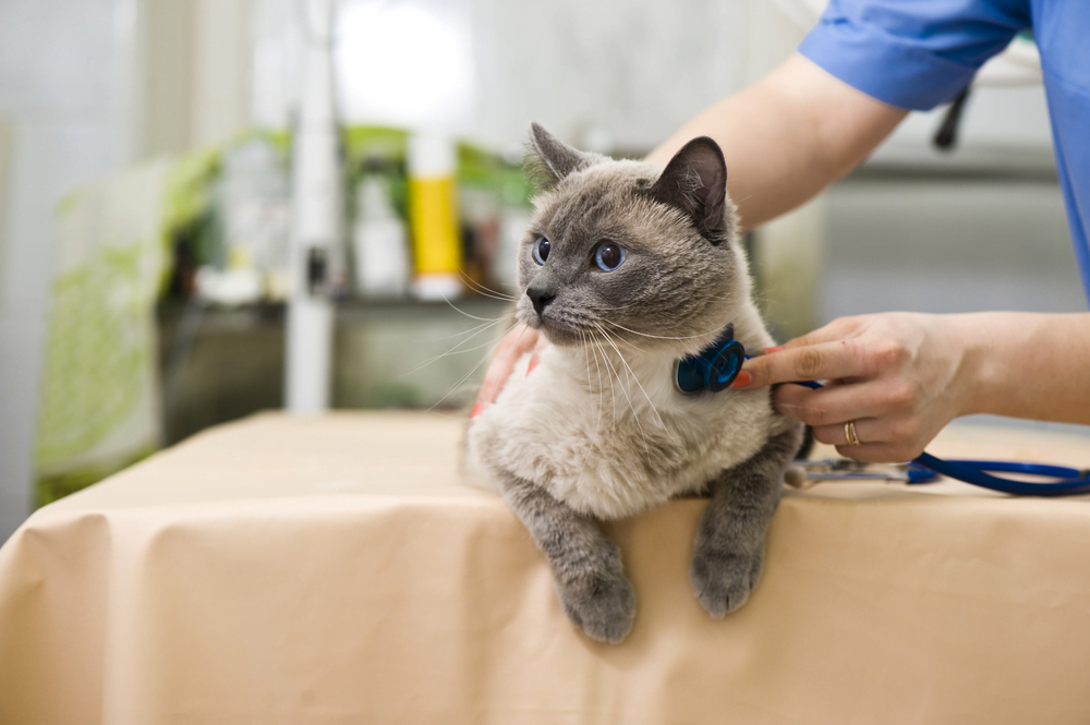 Saiba tudo sobre o calendário de vacinação de gatos