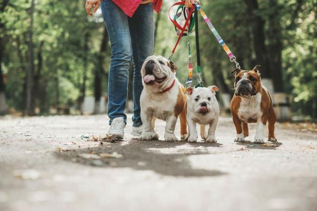 Saúde e diversão: 11 dicas para passear com o cachorro