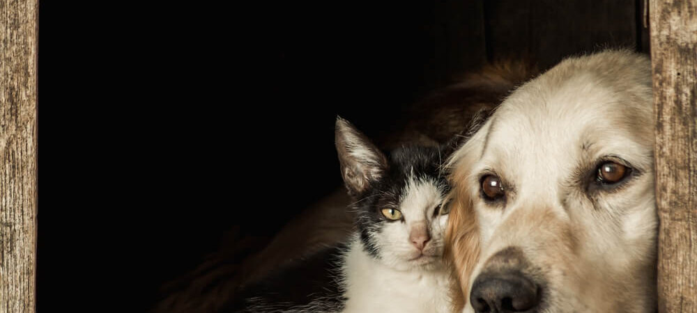 Um labrador e um gato frajola deitados juntinhos dentro da casinha