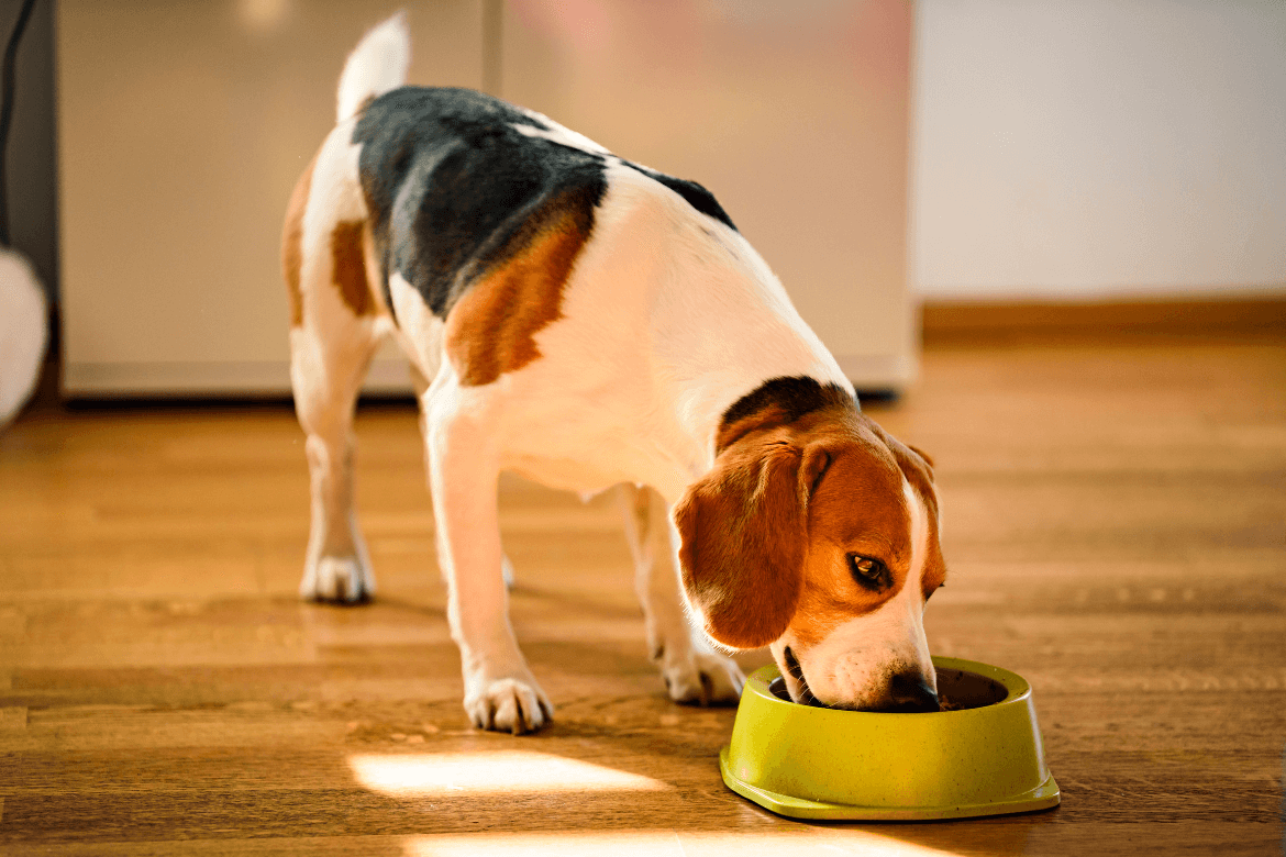 Foto de um cachorro da raça beagle comendo ração em um pote verde
