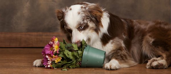 15 plantas tóxicas para cães e gatos