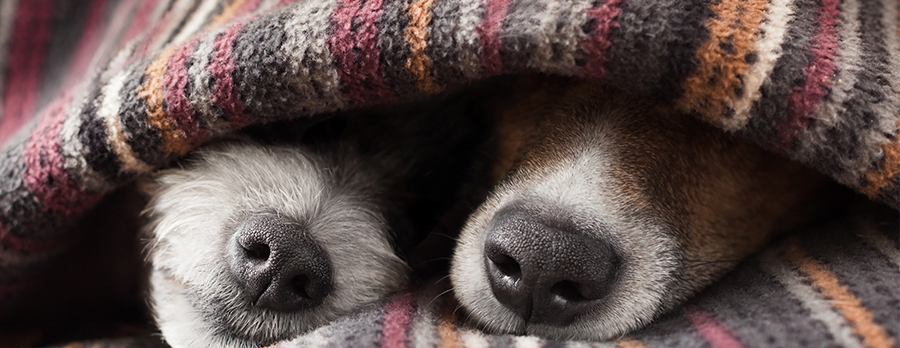 Cuidados com cachorro no inverno: o que fazer e o que evitar