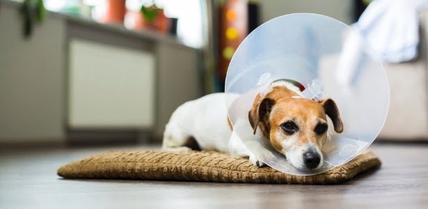 Depois da castração: cuidados pós-operatórios em cachorros