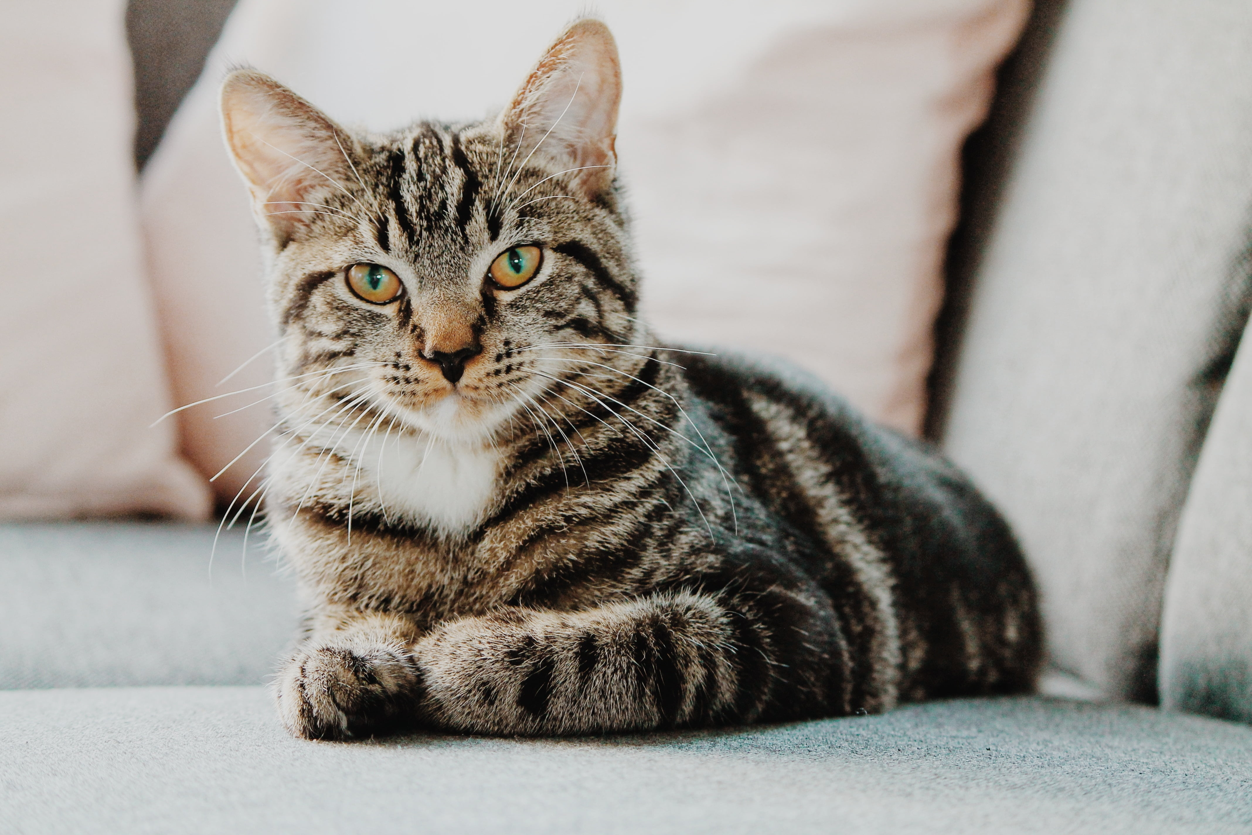 Bigode de gato: descubra a importância para os felinos!