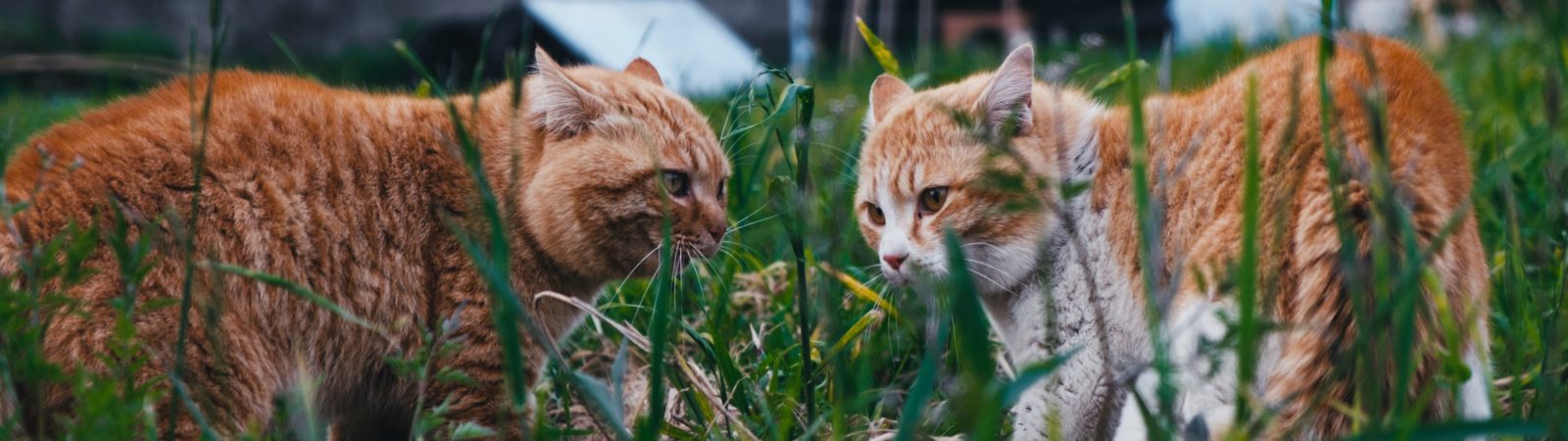 O desafio felino, 44 Gatos