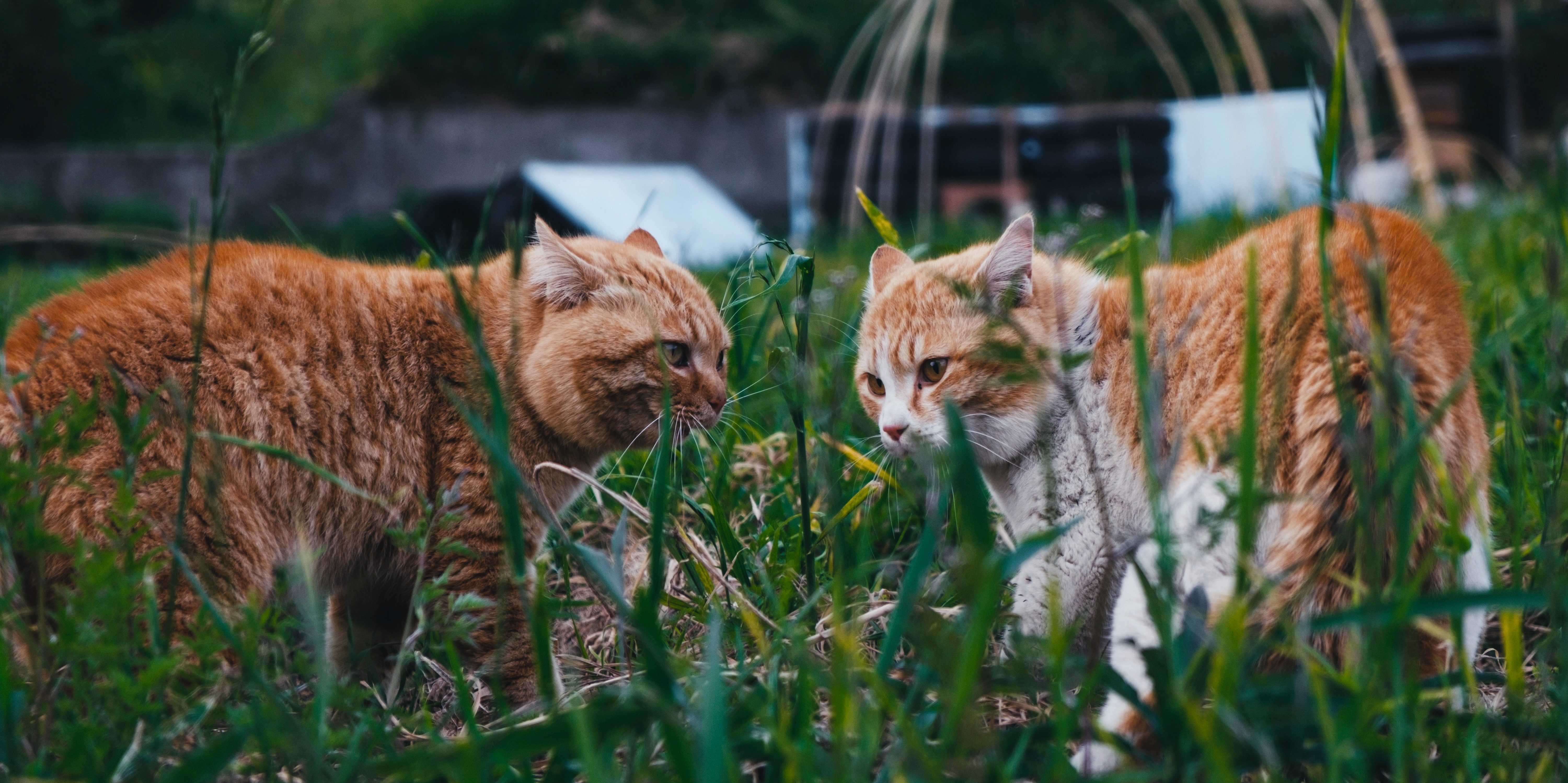 Catnip: você conhece a erva do gato?