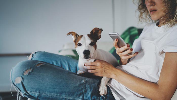 Aplicativo pet: 7 apps para tutor de cachorro