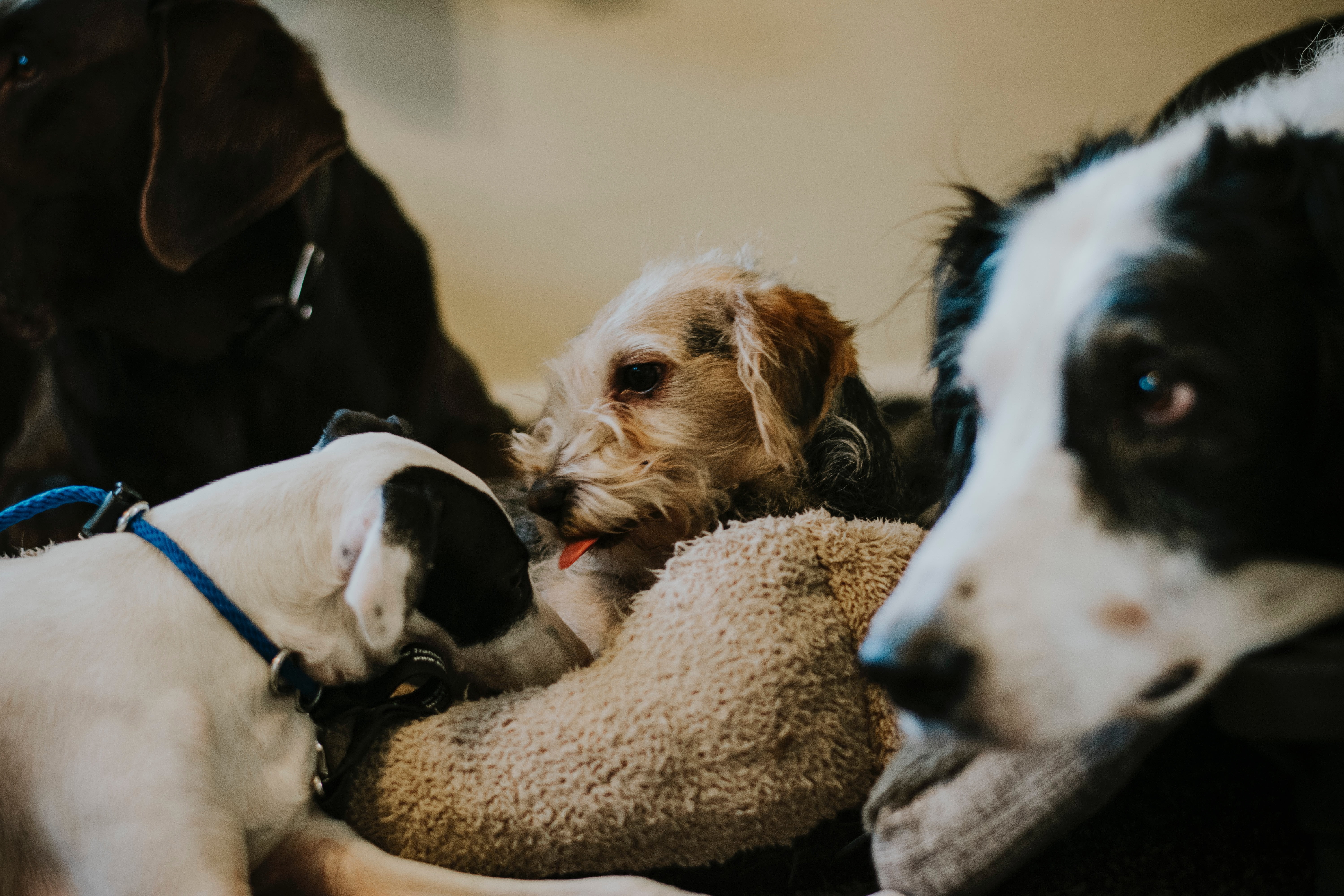 Saúde canina: saiba como acabar com as pulgas e carrapatos