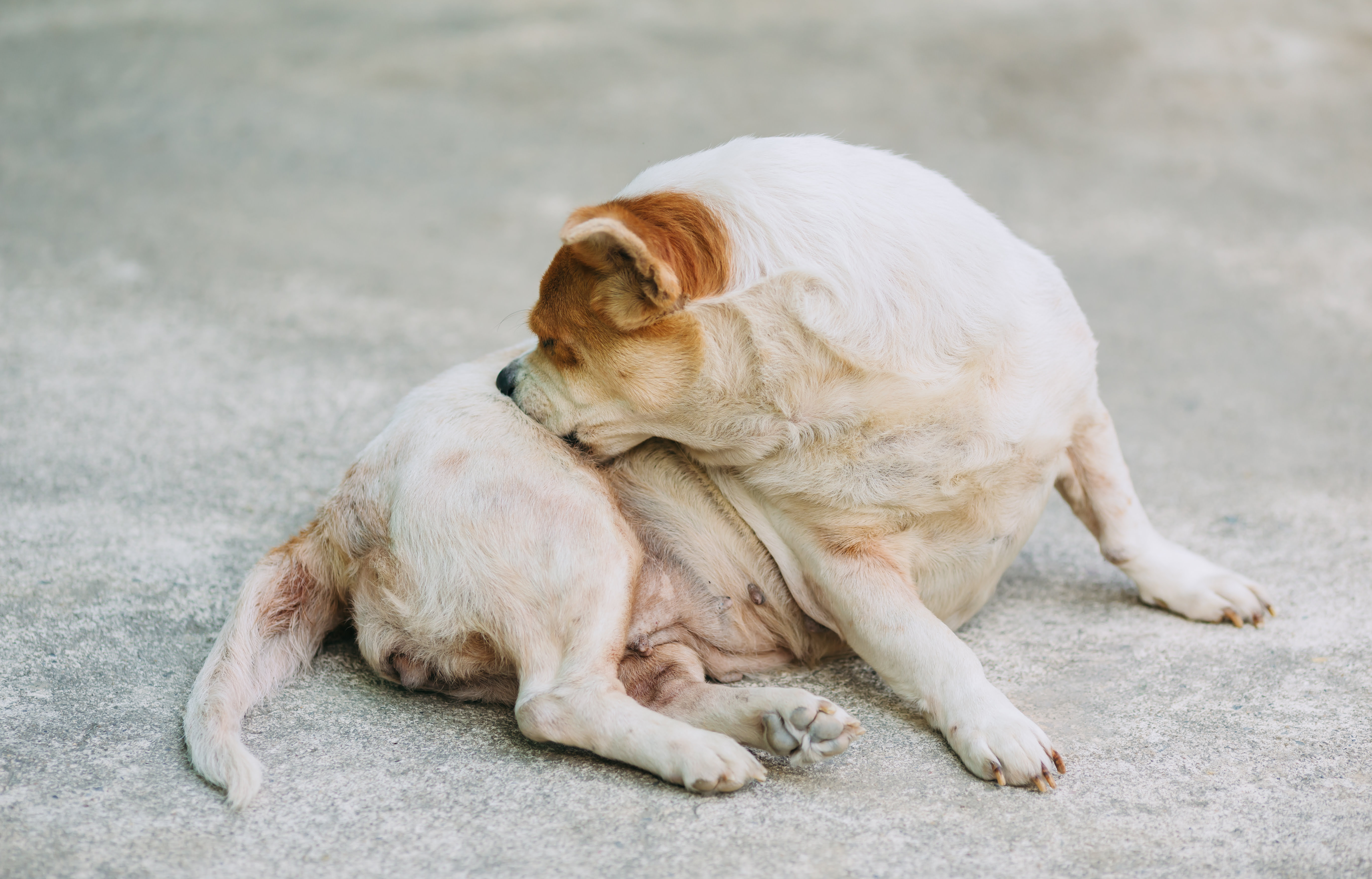 Dermatite Canina: um problema que afeta diversos cães