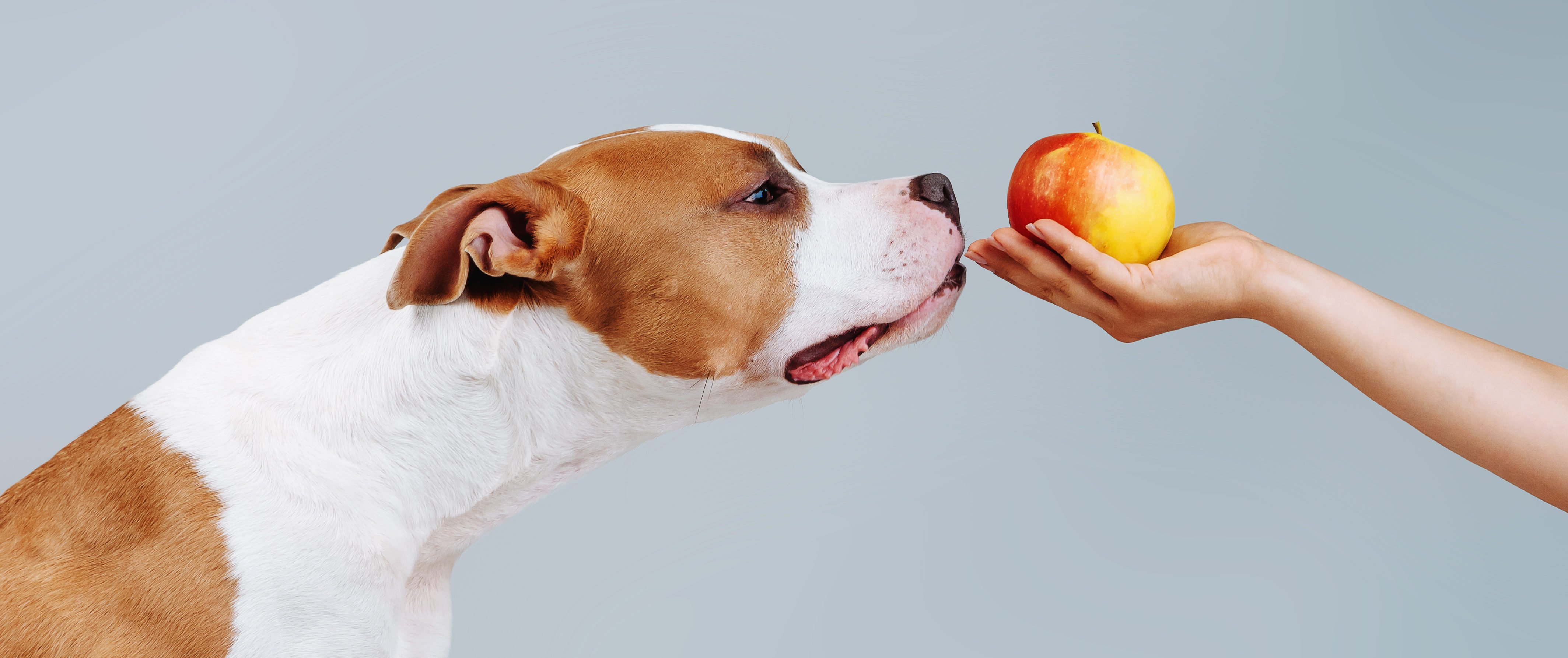 Quais as melhores frutas e legumes para cachorros? Confira!