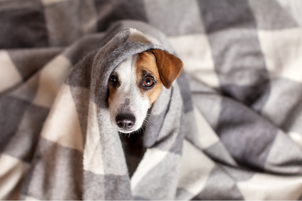 Doenças comuns em cachorros e gatos no inverno