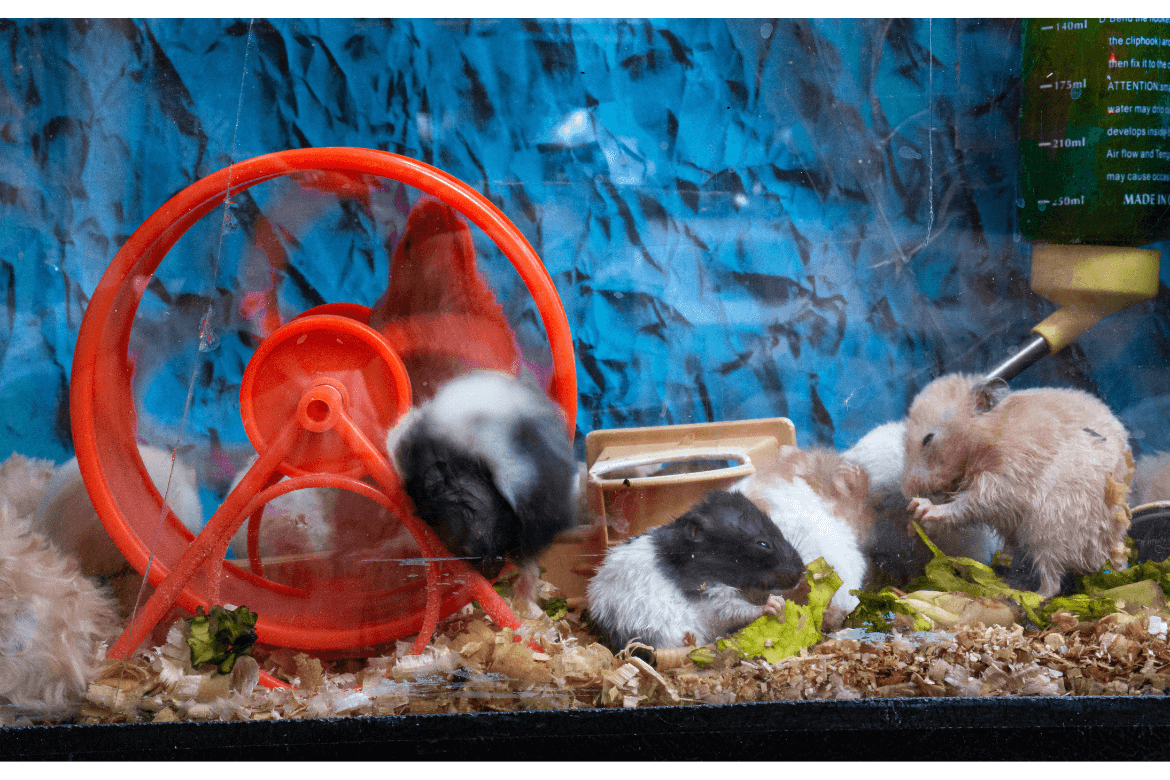 Foto de roedores dentro de um aquário para roedor
