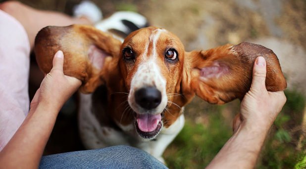 Otite Canina: Conheça a doença e cuidados para evitá-la