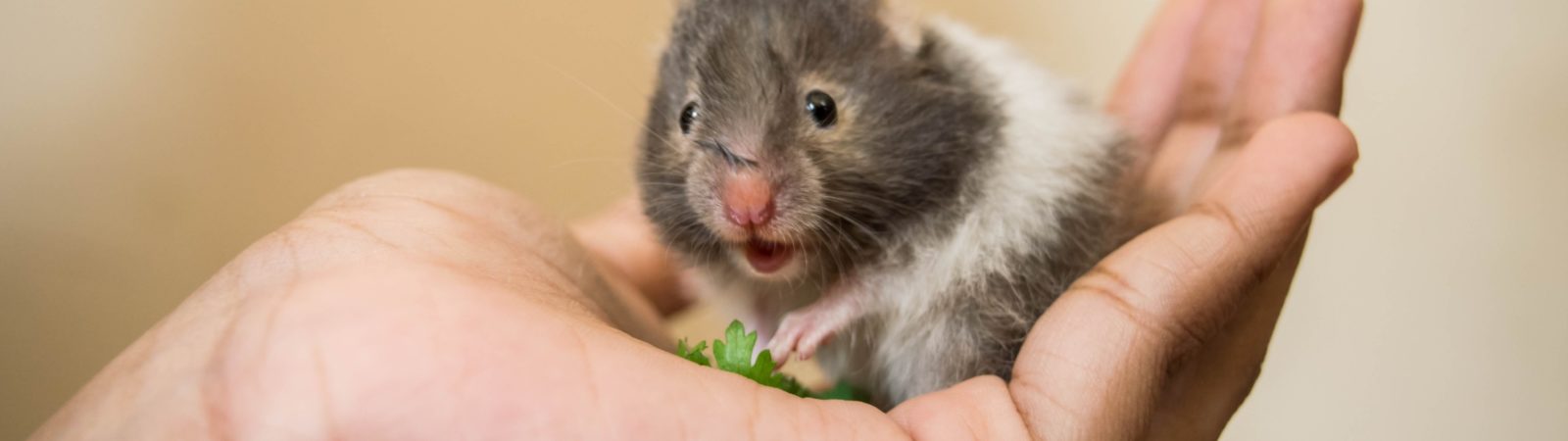 Hamster: 5 cuidados essenciais para manter o pet saudável