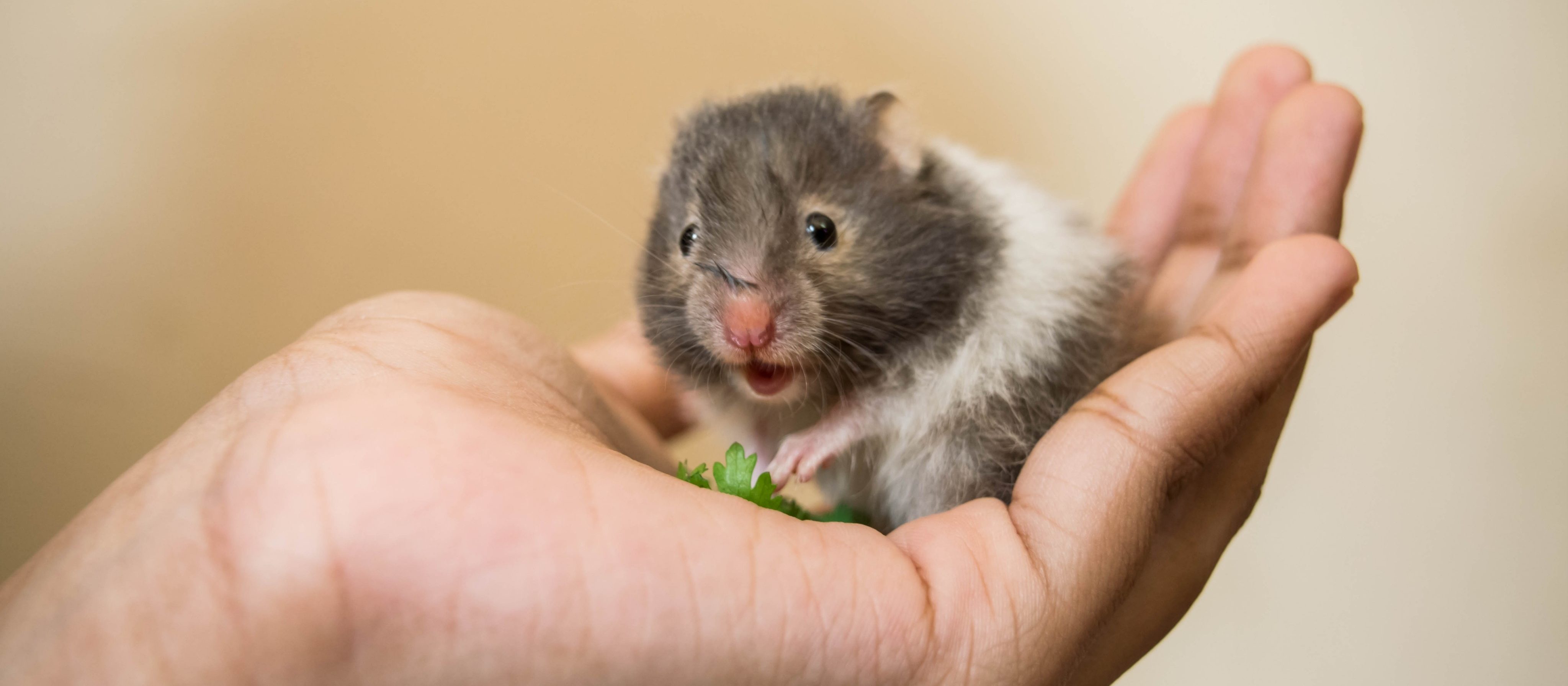 Hamster: 5 cuidados básicos para manter seu pet saudável
