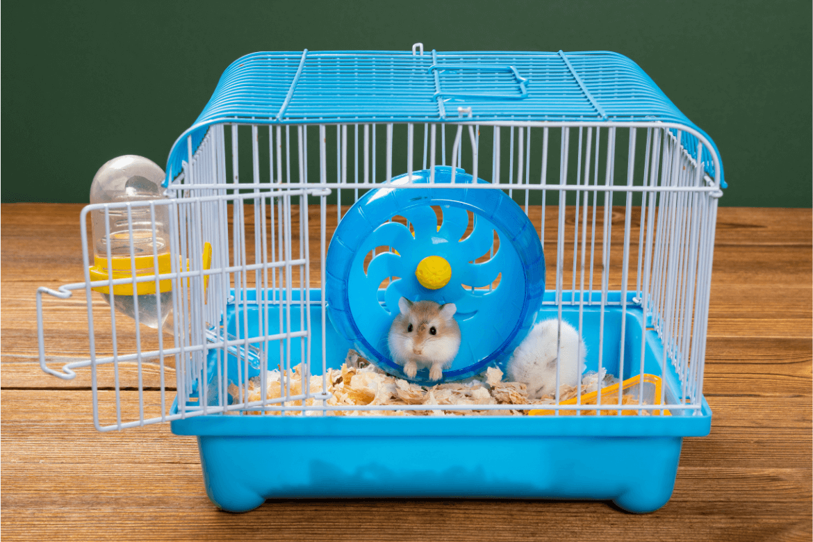 A imagem mostra dois hamsters dentro de uma gaiola de plástico
