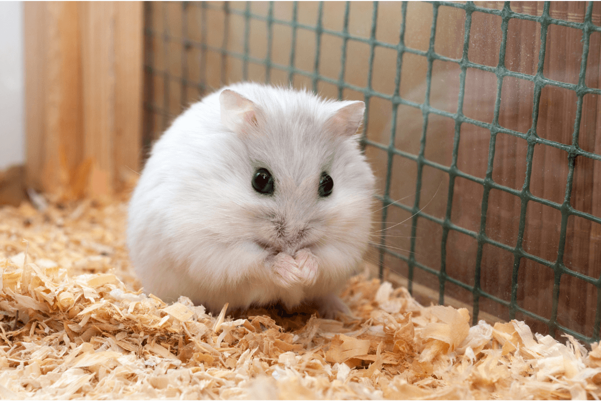 Foto de um hamster branco dentro da gaiola
