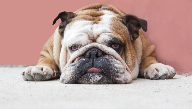 Cachorro Gordo: saiba como prevenir e tratar a obesidade canina