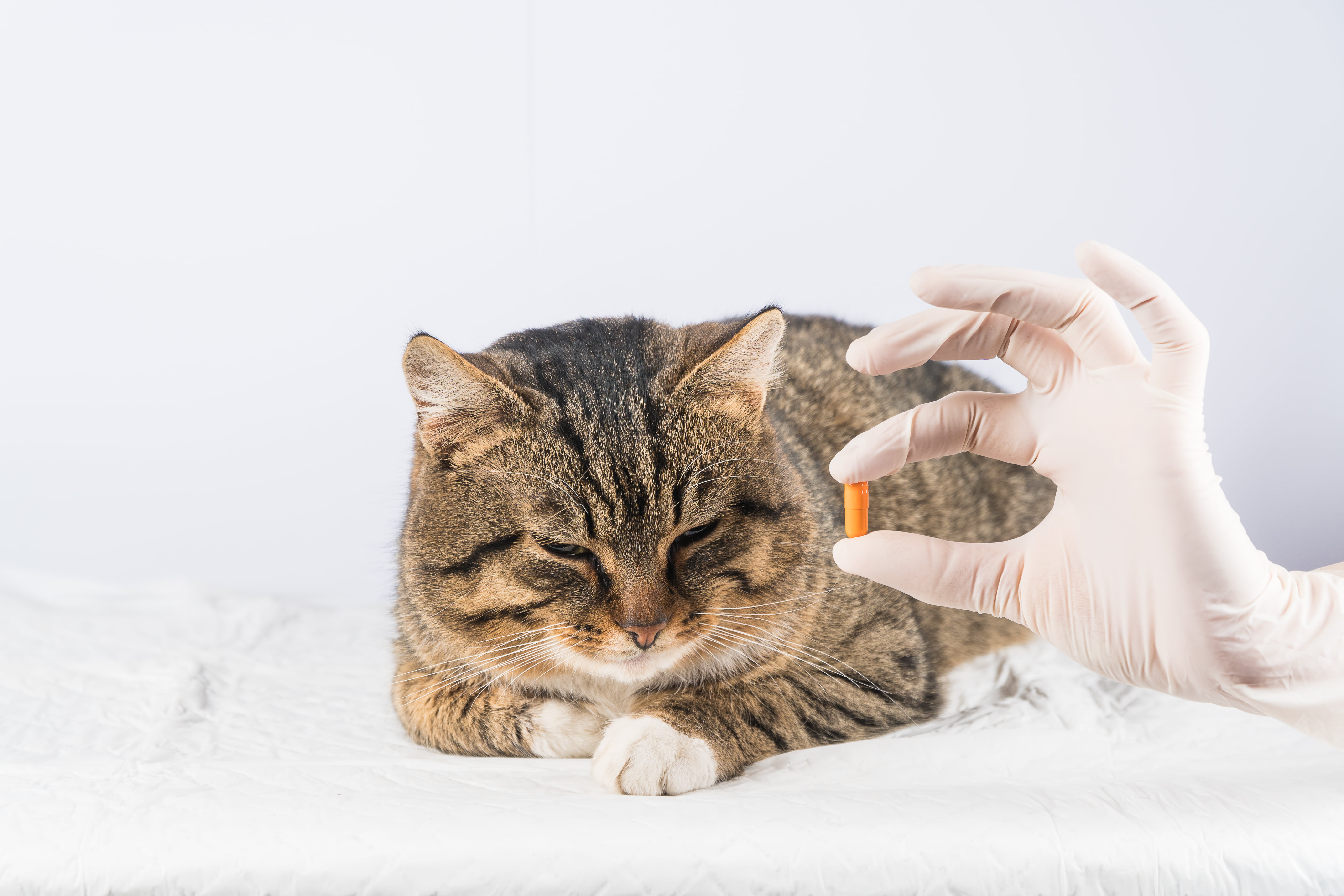 Foto de um gato na mesa do médico-veterinário prestes a tomar um comprimido laranja que está na mão do profissional
