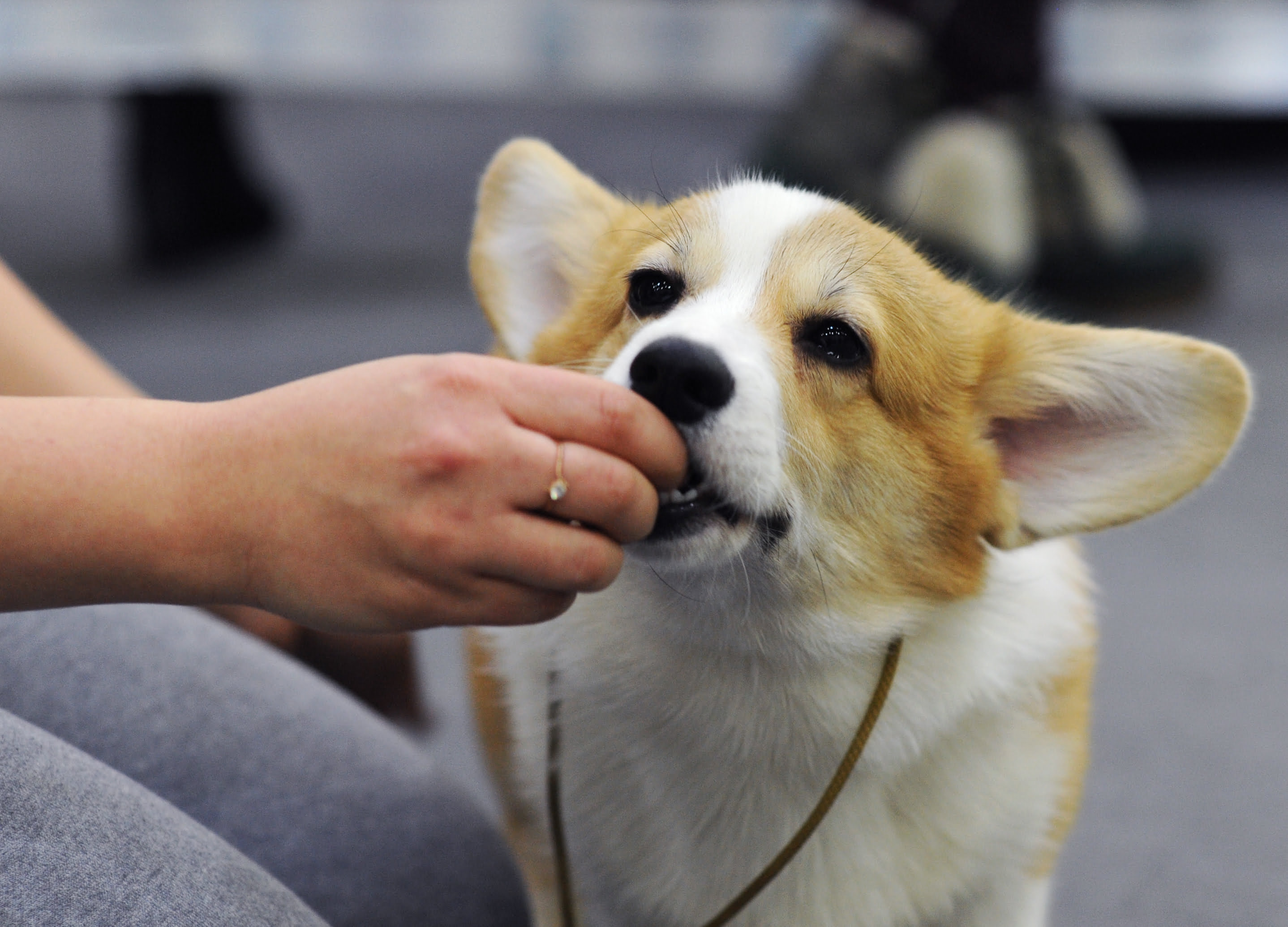 A imagem mostra um tutor colocando um comprimido na boca de um cachorro branco e amarelo.
