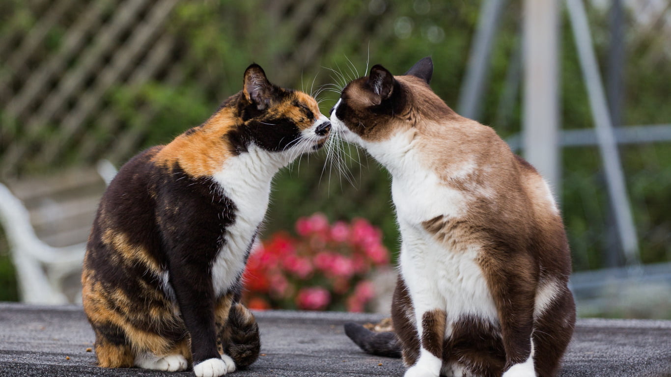 Gravidez com gatos, Adotar um gato