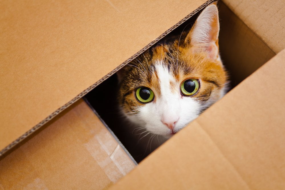 Por que gatos amam caixas
