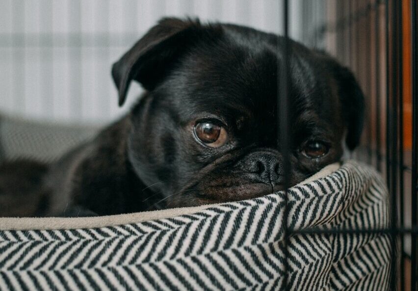 5 Dicas para combater a ansiedade de separação em cachorros