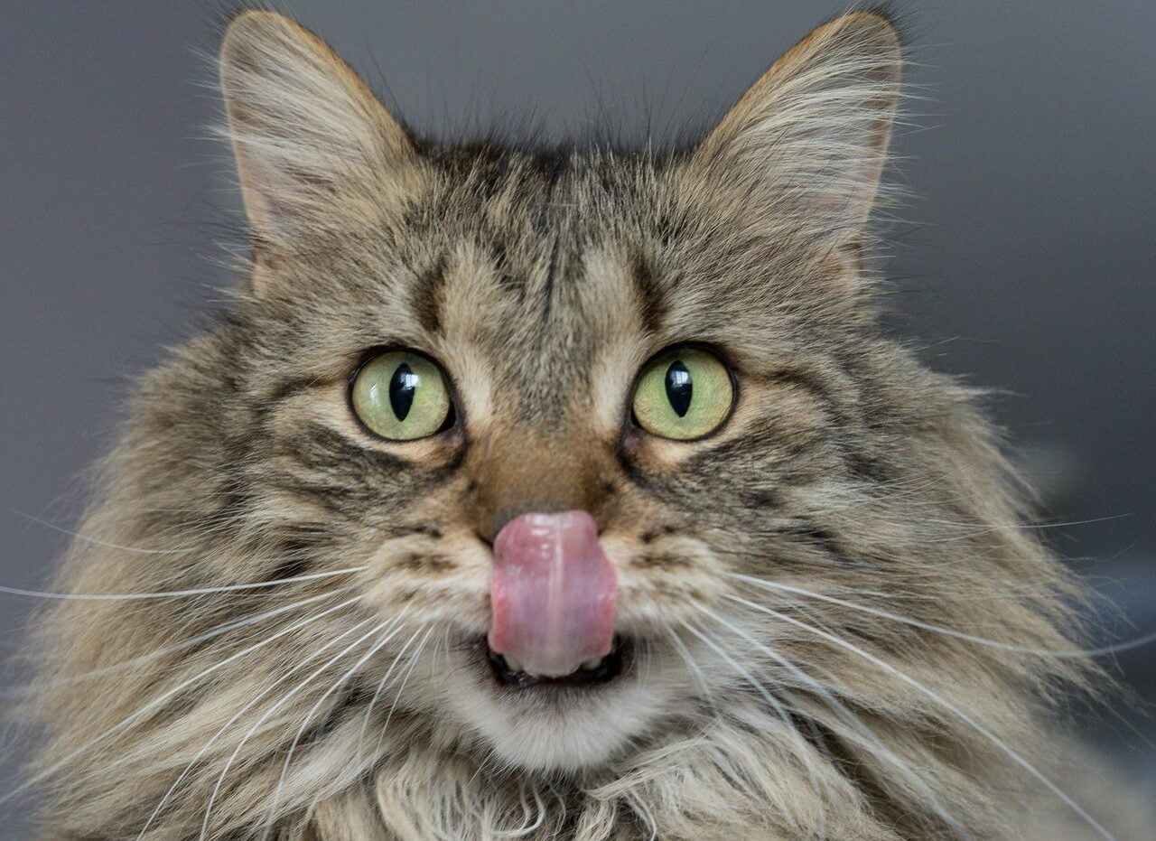 Curiosidades sobre a língua dos gatos
