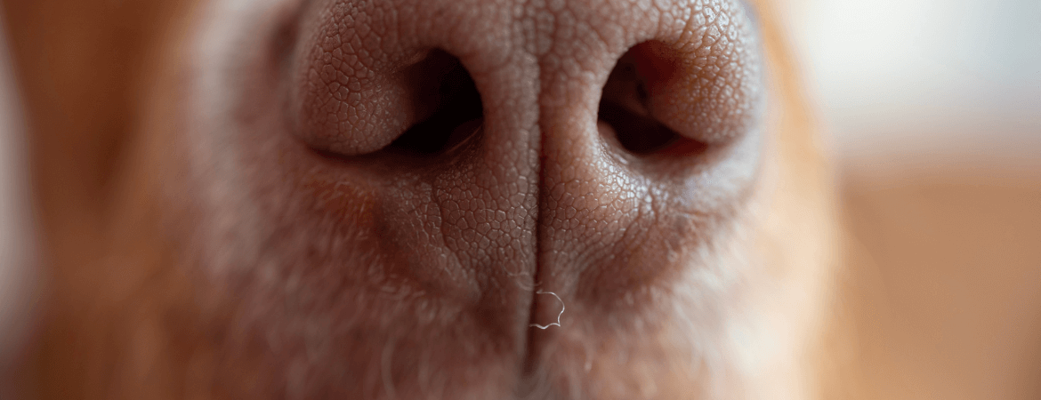 O que significa quando o focinho do cachorro está quente?