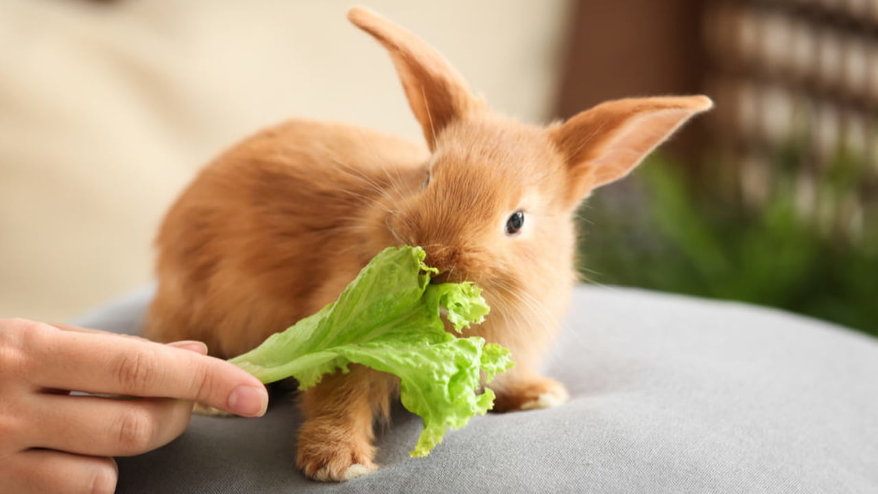 Quais são os alimentos que coelho pode comer?