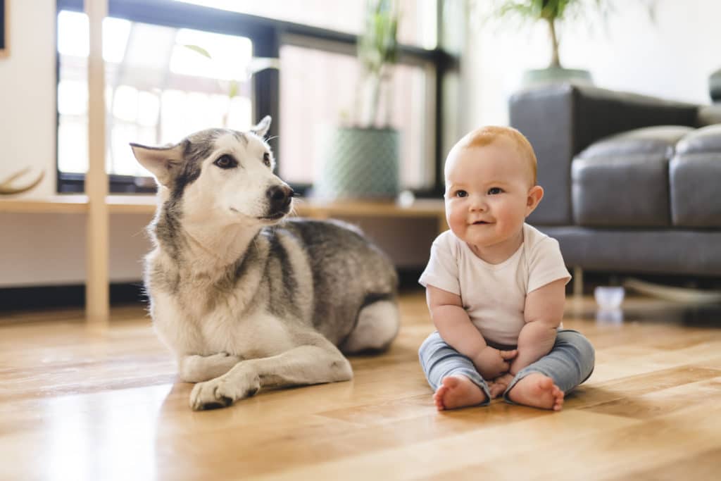 Por que os cães protegem os bebês?