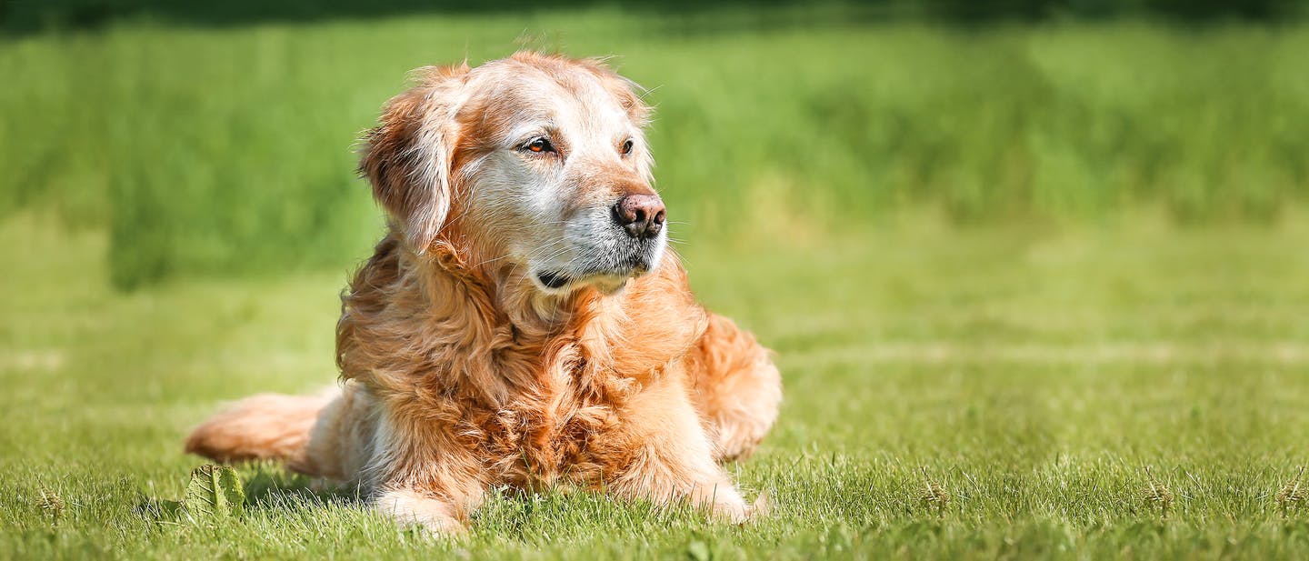 Incontinência urinária canina: causas e tratamento