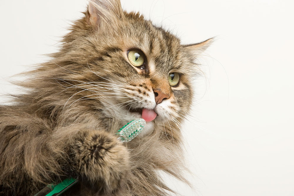 Como escovar os dentes do seu gato?