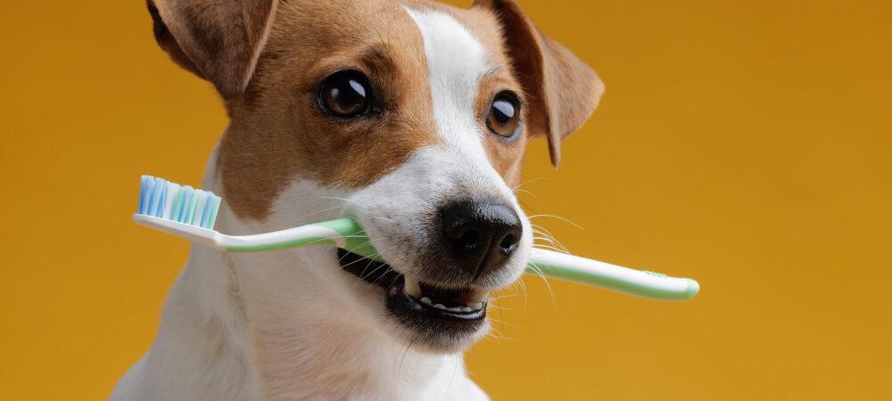 Foto de um cachorro segurando com a boca uma escova de dentes