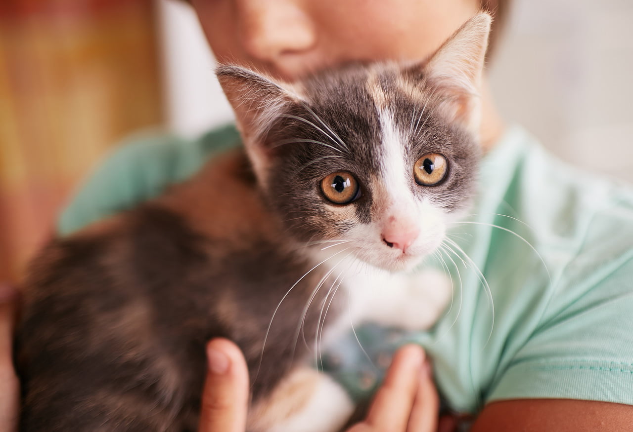 Gatos com prisão de ventre: saiba como ajudar seu pet