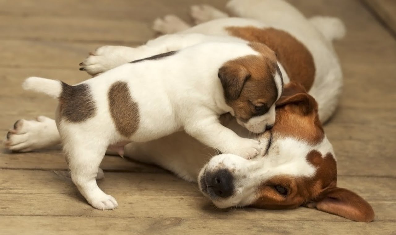 Veja os 10 Hábitos para Manter seu Cachorro Saudável  Lindos filhotes de  cachorro, Cachorro, Cachorrinhos fofinhos