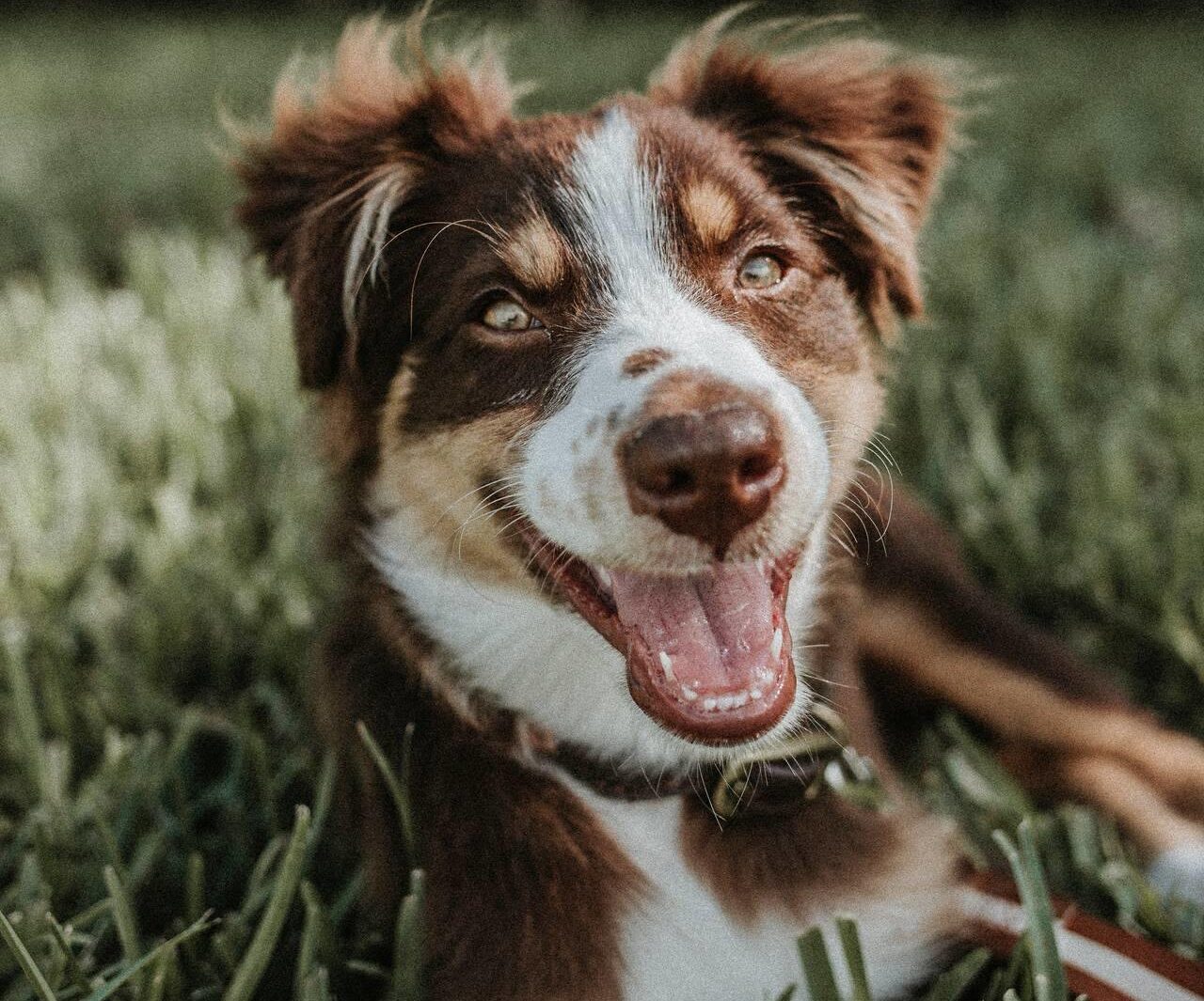 8 maneiras de fazer seu cachorro feliz