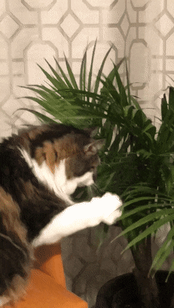 O gif mostra um gatinho muito agitado próximo de uma planta
