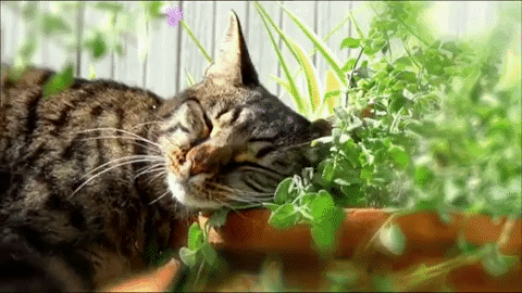 Gif de um gatinho se esfregando em uma planta no vaso
