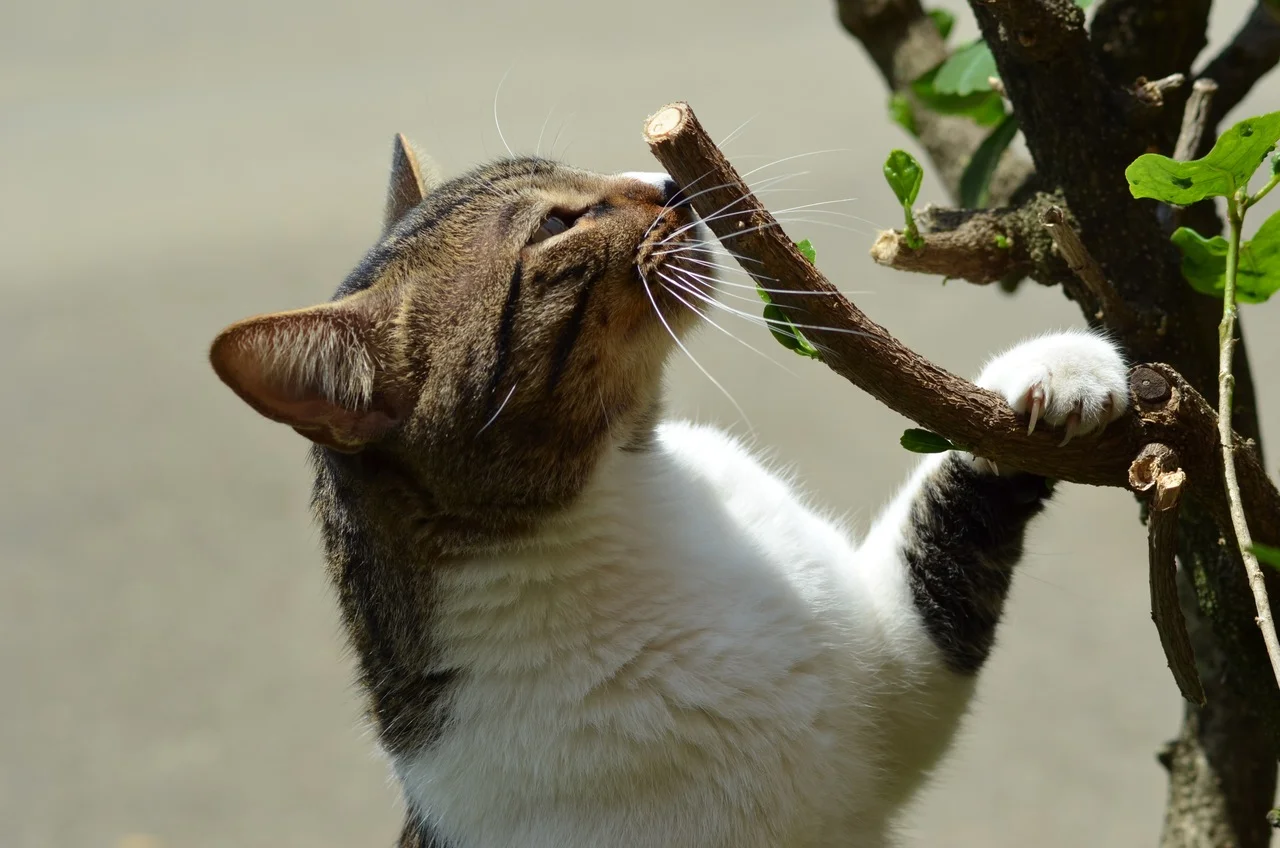 20 plantas seguras para gatos | Blog da Tudo de Bicho