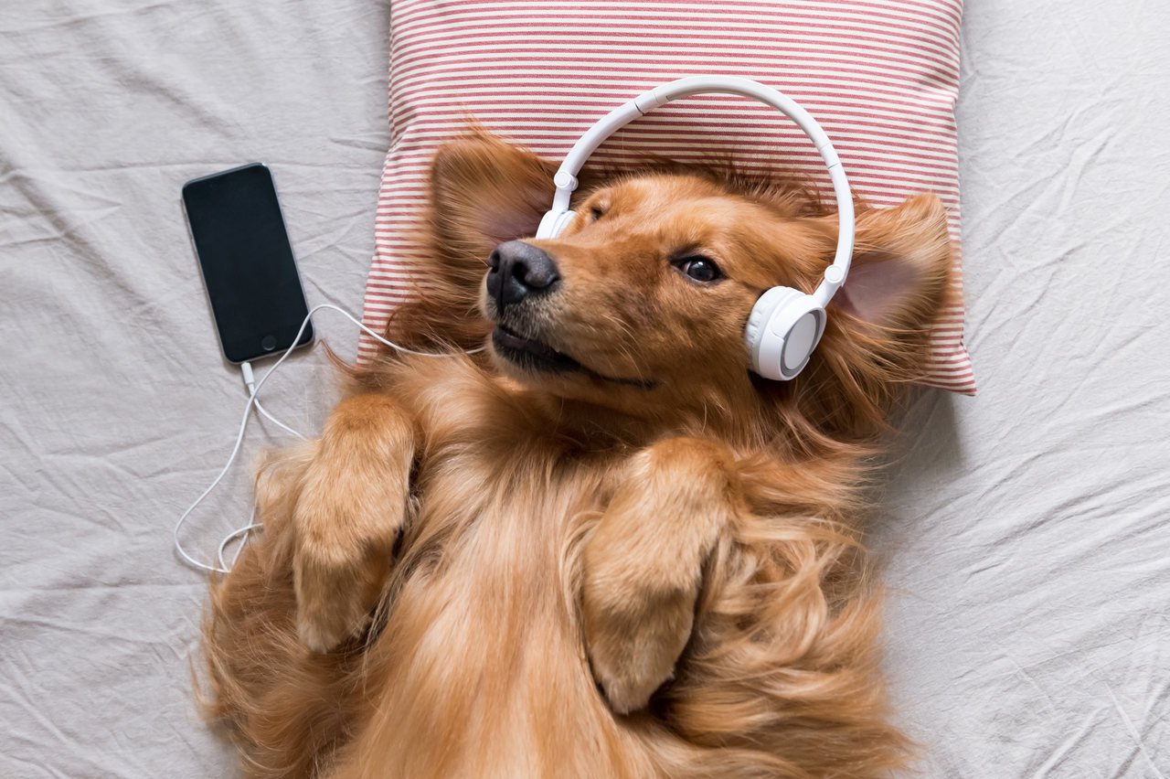 Cachorro gosta de música?