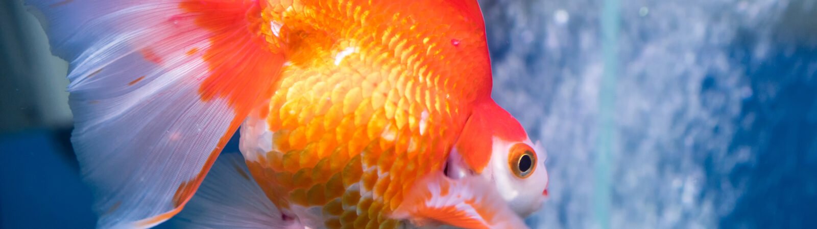 Hidropisia em peixe de aquário: conheça mais sobre a doença