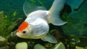 Foto de um peixe branco e laranja nadando no aquário