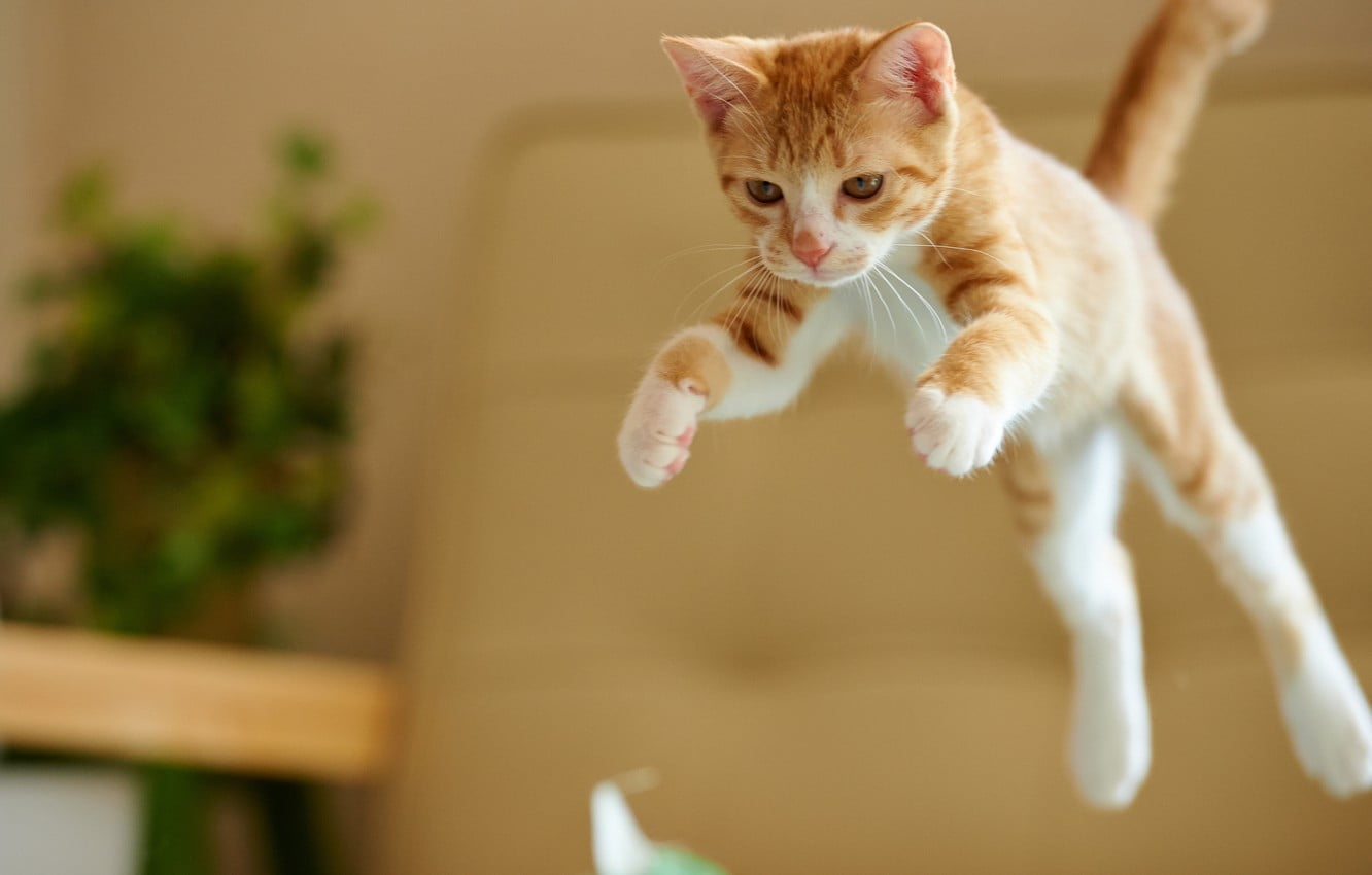 Quão alto os gatos pulam?