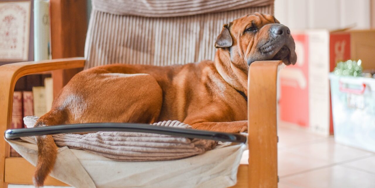 4 dicas para ajudar seu cachorro a dormir